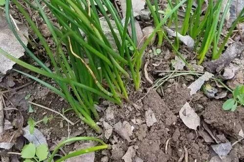 吃瓜挖野菜祖宗,探寻“吃瓜挖野菜祖宗”背后的文化传承与生活智慧