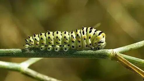 狸藻吃小瓜虫,自然界的生态平衡奇观