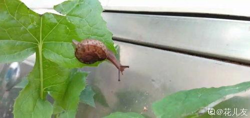 狸藻吃小瓜虫,自然界的生态平衡奇观