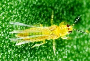 狸藻吃小瓜虫,自然界的生态平衡奇观