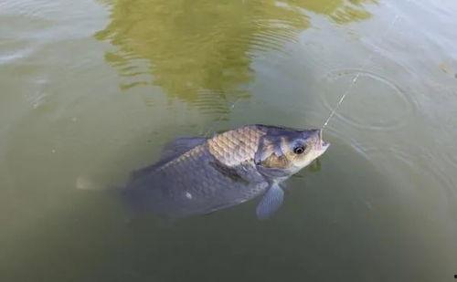 鲫瓜浮漂吃铅,揭秘精准钓鱼的奥秘