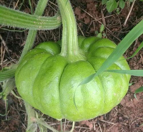 血糖高可以吃姜柄瓜,姜柄瓜助力健康生活