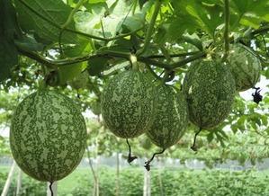 吊瓜什么部位可以吃,从藤蔓到餐桌，探寻可食用部位的奥秘