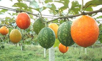 吊瓜什么部位可以吃,从藤蔓到餐桌，探寻可食用部位的奥秘