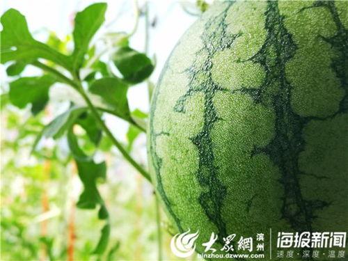 五一免费吃瓜,免费瓜果盛宴来袭！