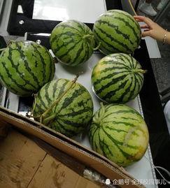 五一免费吃瓜,免费瓜果盛宴来袭！