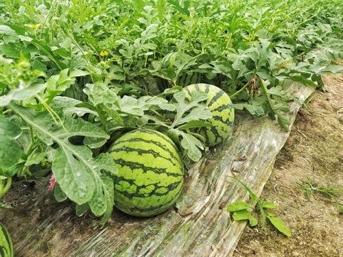 五一免费吃瓜,免费瓜果盛宴来袭！