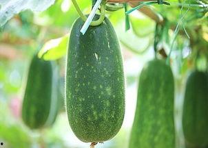 立秋吃瓜6,探寻“立秋吃瓜6”的饮食文化