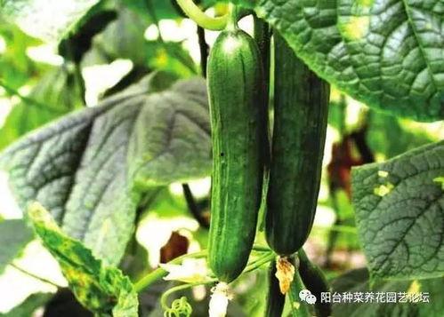 瓜碎了一地淡定吃瓜,一场别开生面的“瓜界盛宴”