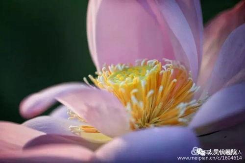 吃瓜变成呆瓜怎么办,揭秘网络迷思的陷阱与解救之道