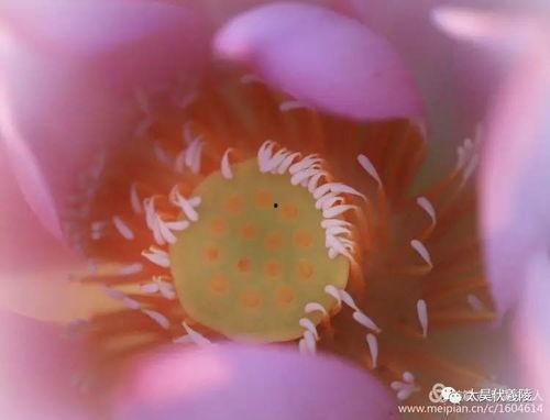 吃瓜变成呆瓜怎么办,揭秘网络迷思的陷阱与解救之道