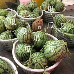 从从吃瓜,揭秘娱乐圈背后的真相