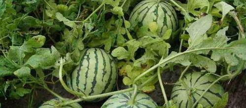 从从吃瓜,揭秘娱乐圈背后的真相