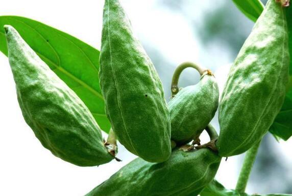 吃牛角瓜会瘦吗,揭秘吃牛角瓜真的能减肥吗？