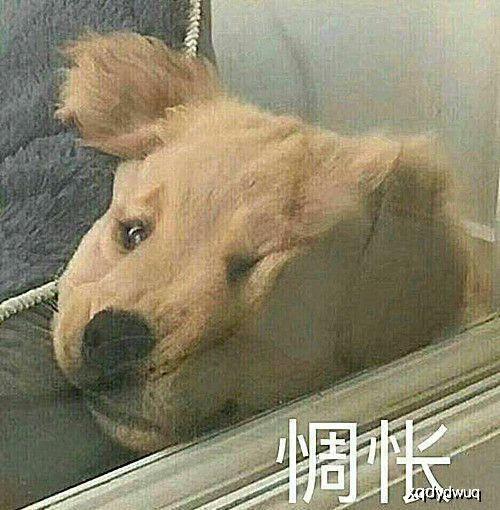 猫警长吃瓜群众,吃瓜群众的智慧与正义
